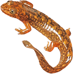 Shovelnose Salamander